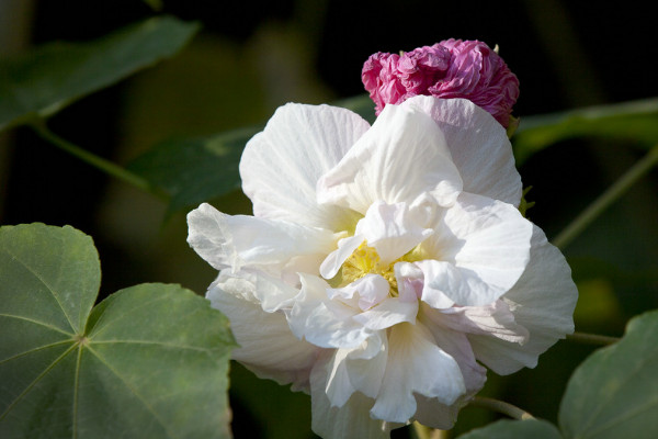 芙蓉花小苗怎麼養護