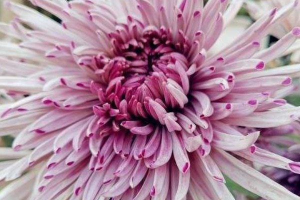 菊花根冬天怎麼儲存好
