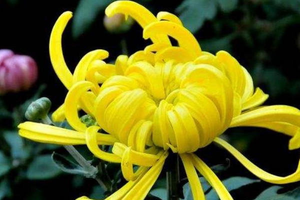 菊花根冬天怎麼儲存好