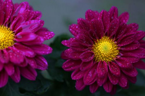 菊花盆景製作方法