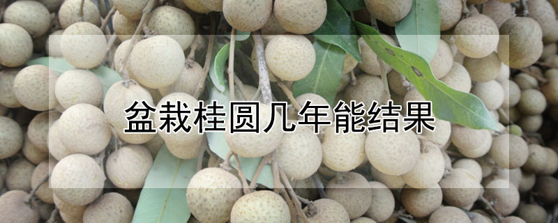 盆栽桂圓幾年能結果
