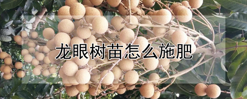 龍眼樹苗怎麼施肥