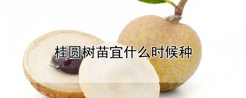桂圓樹苗宜什麼時候種