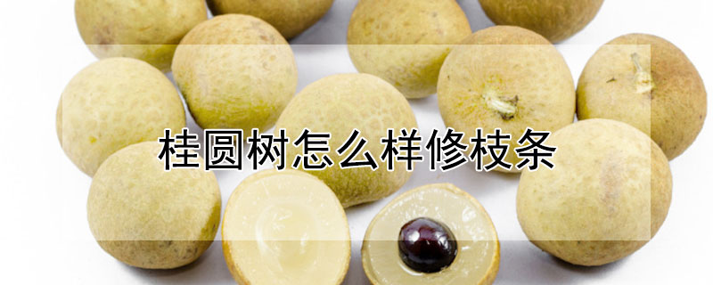桂圓樹怎麼樣修枝條