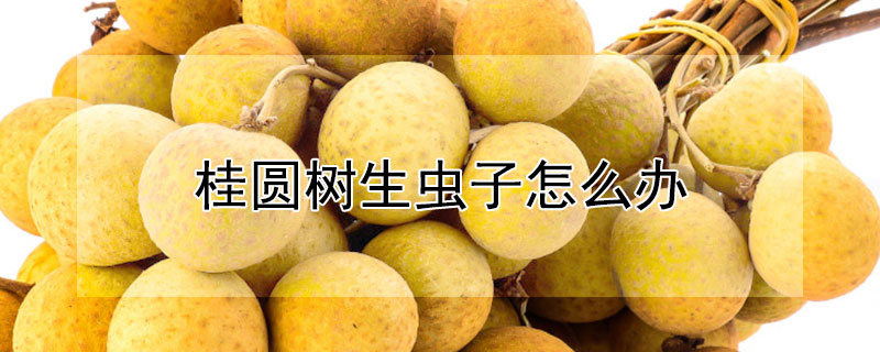 桂圓樹生蟲子怎麼辦