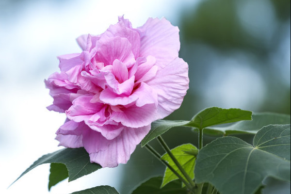 芙蓉花的莖變黑怎麼辦