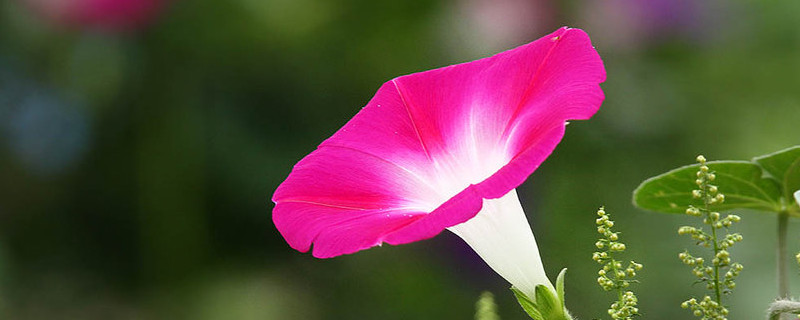 牽牛花能在室內養嗎