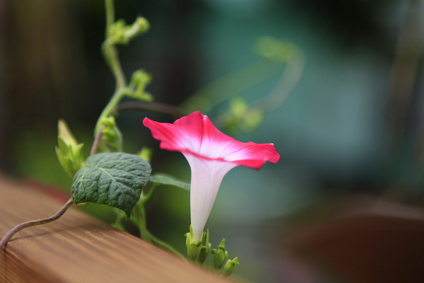 牽牛花怎麼種