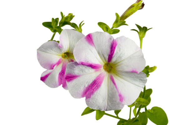 牽牛花怎麼種