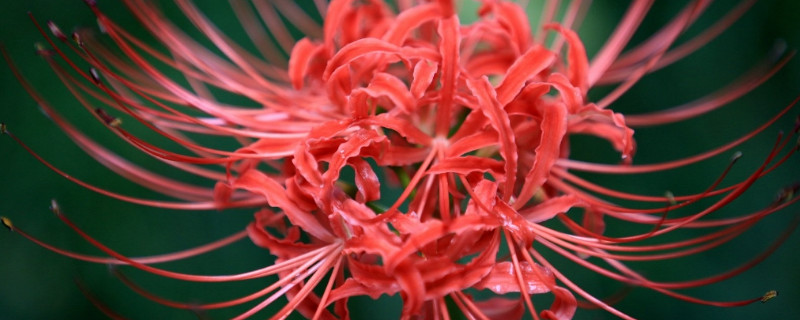 彼岸花種子種多久長苗