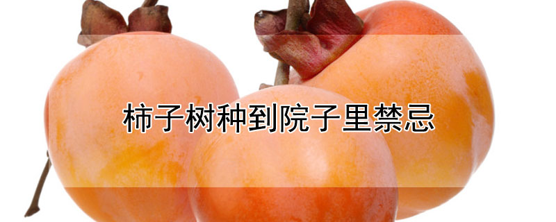 柿子樹種到院子裏禁忌