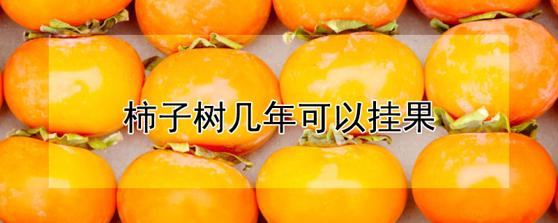 柿子樹幾年可以掛果