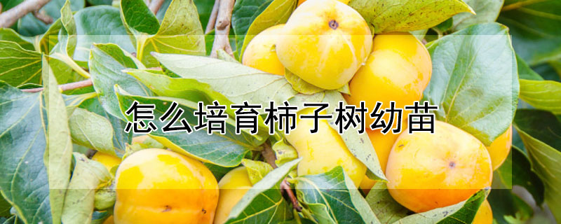 怎麼培育柿子樹幼苗