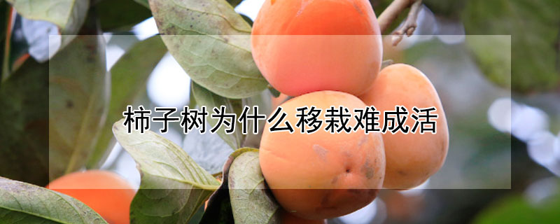 柿子樹為什麼移栽難成活