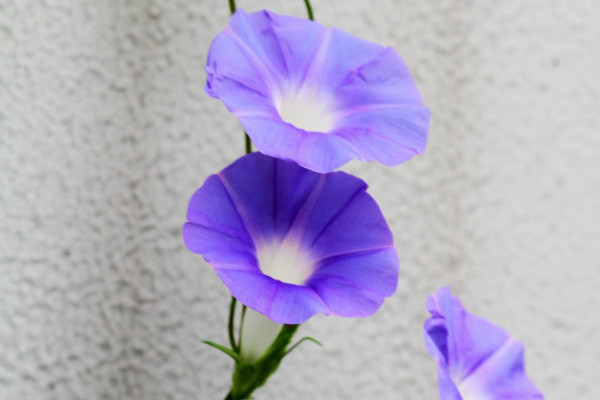 室外怎麼養牽牛花