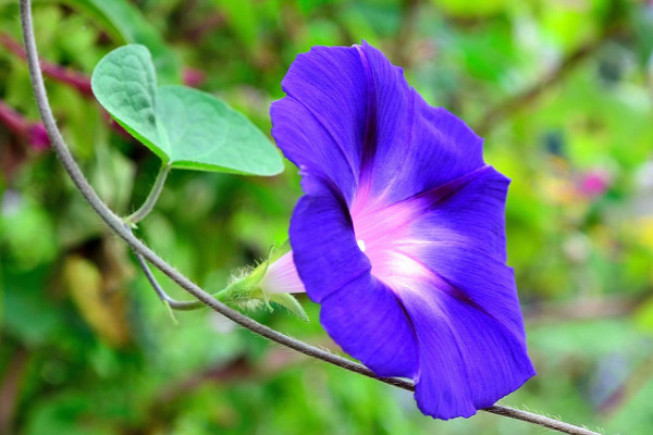 牽牛花長太高怎麼辦