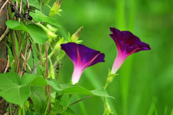 牽牛花長太高怎麼辦