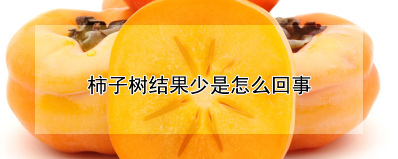 柿子樹結果少是怎麼回事