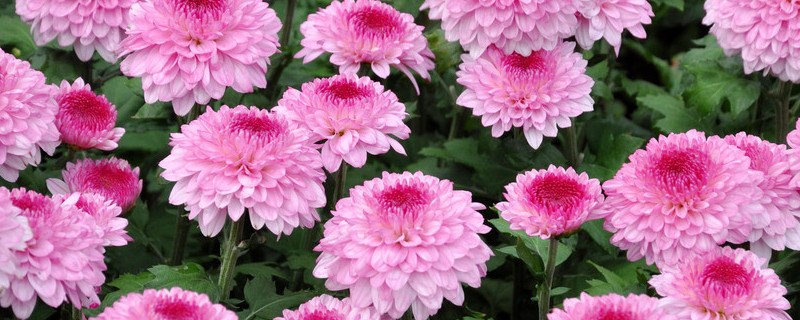 菊花冬天怎麼過冬保護