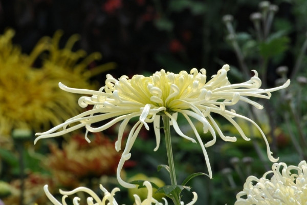 菊花冬天怎麼過冬保護