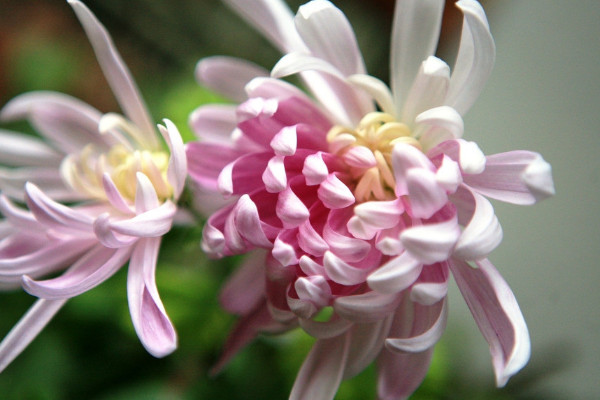 菊花冬天怎麼過冬保護