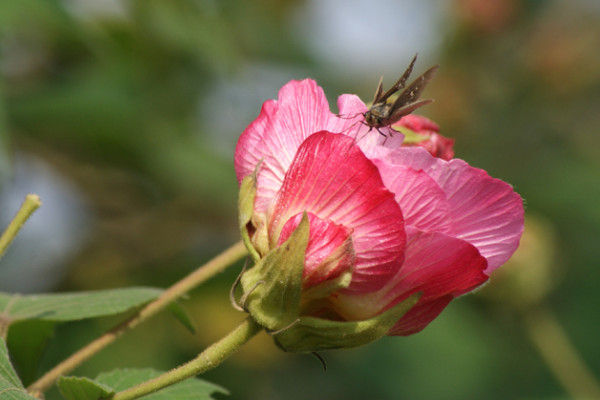 芙蓉花是怎麼繁殖的