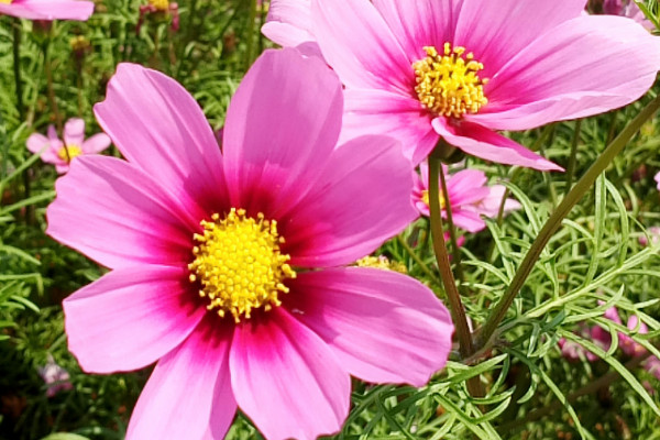 菊花怎麼插才能活