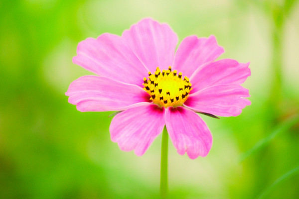 菊花怎麼插才能活