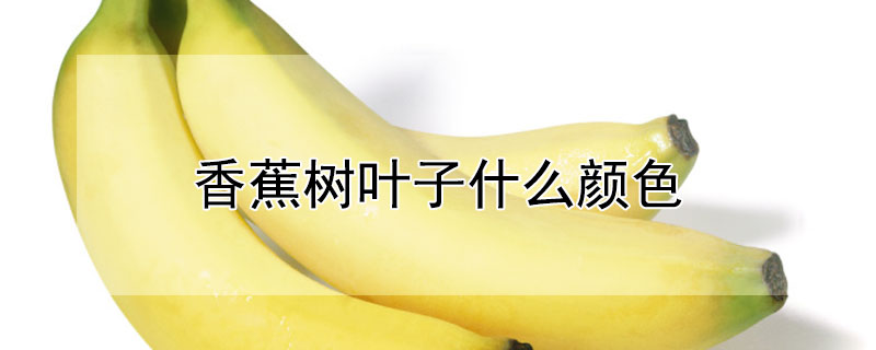 香蕉樹葉子什麼顏色