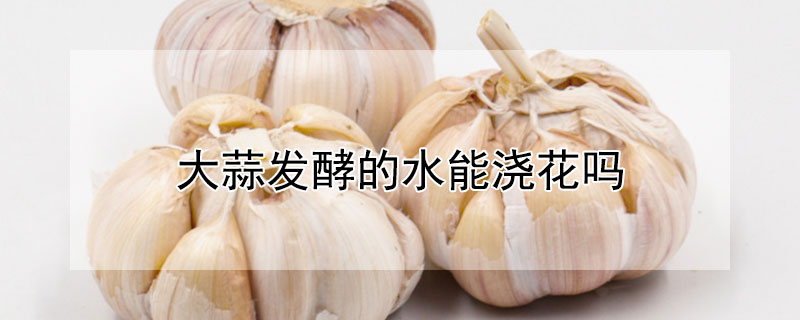 大蒜發酵的水能澆花嗎