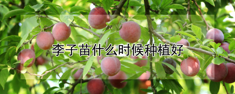 李子苗什麼時候種植好