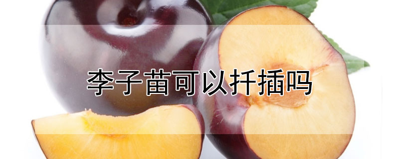 李子苗可以扡插嗎