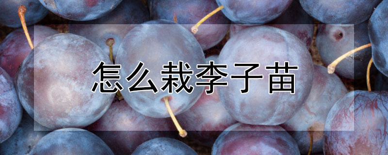 怎麼栽李子苗
