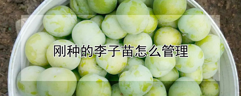剛種的李子苗怎麼管理