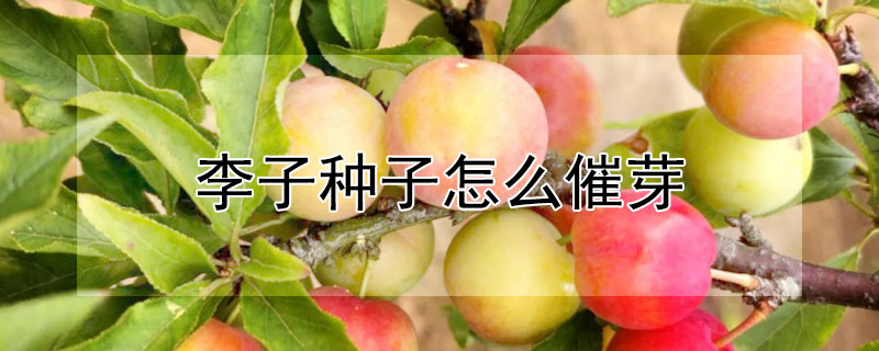 李子種子怎麼催芽