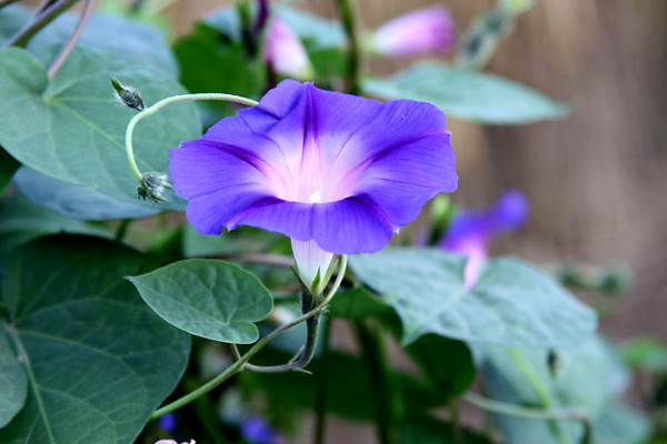 牽牛花為什麼叫牽牛花