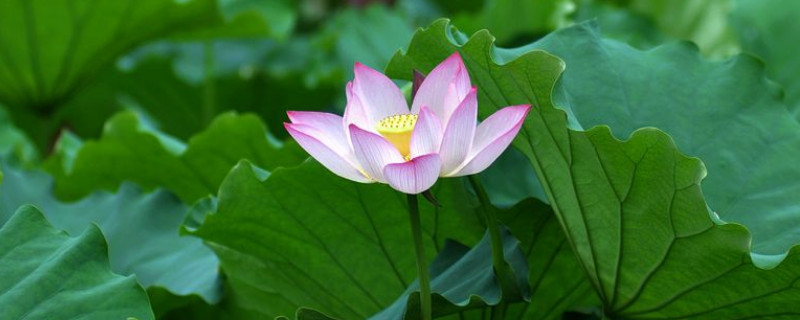 荷花根怎麼種