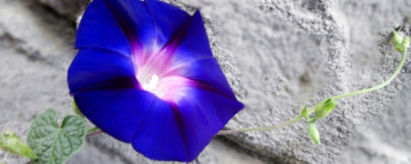 牽牛花秋季能不能扡插活