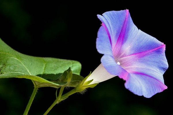 牽牛花移栽後新葉變幹怎麼辦