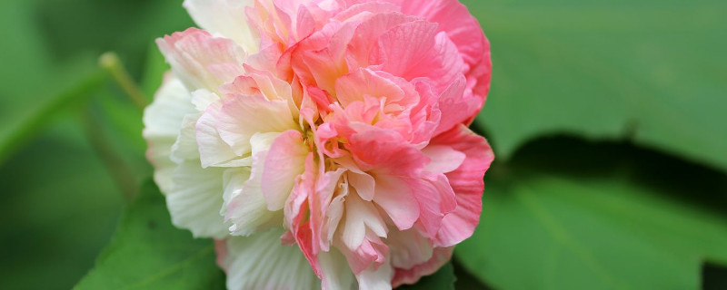 芙蓉花爛葉子怎麼辦