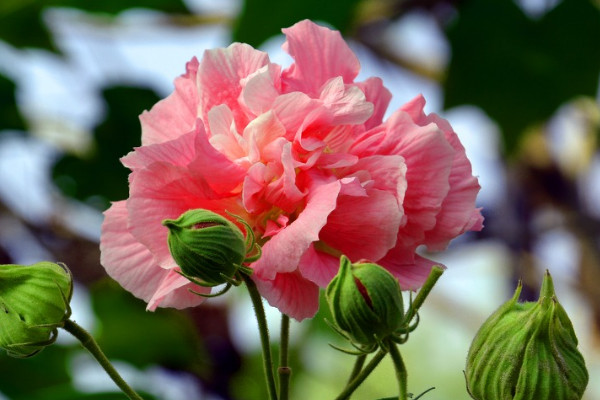 芙蓉花爛葉子怎麼辦