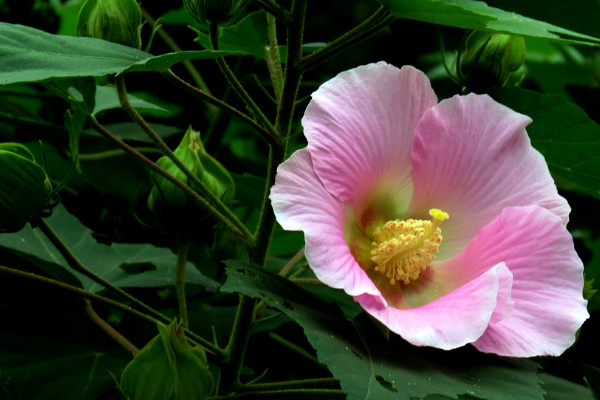 芙蓉花澆水怎麼算澆透