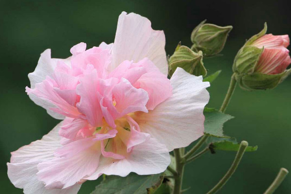 芙蓉花澆水怎麼算澆透
