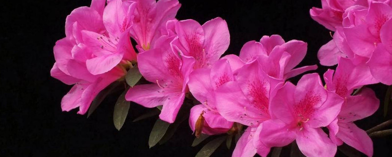 杜鵑花隻剩杆了怎麼辦