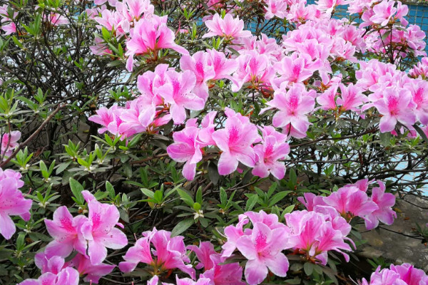 杜鵑花為什麼不一起開