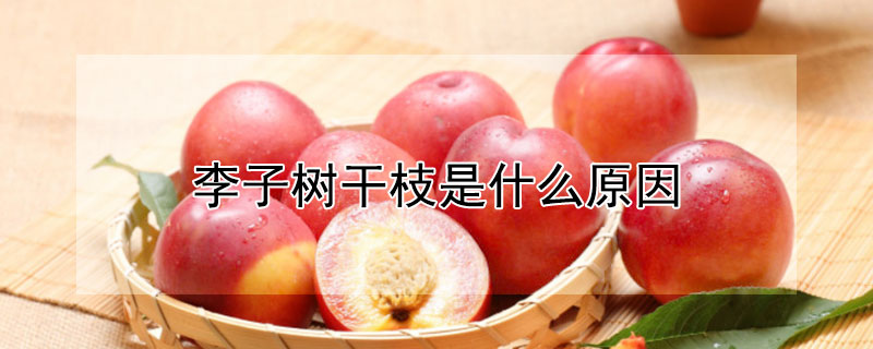 李子樹幹枝是什麼原因