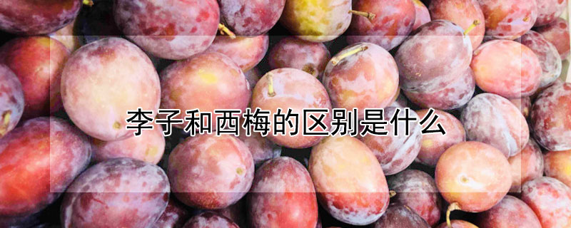 李子和西梅的區別是什麼