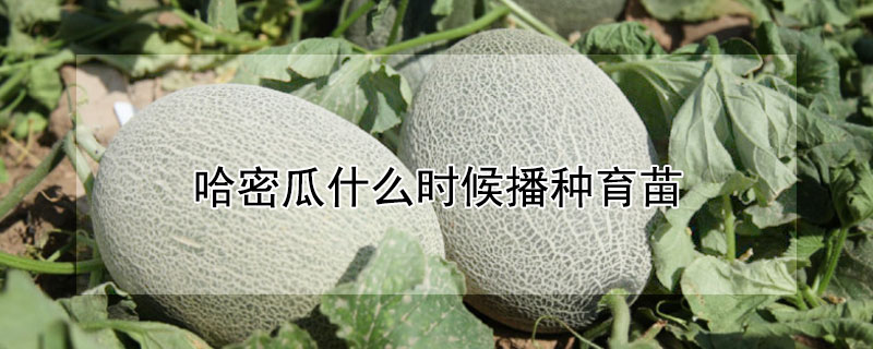 哈密瓜什麼時候播種育苗