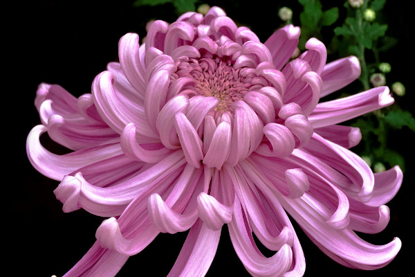 菊花怎麼修剪插瓶