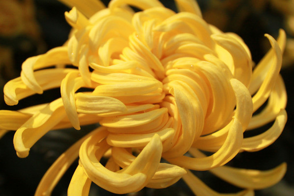 菊花怎麼修剪插瓶